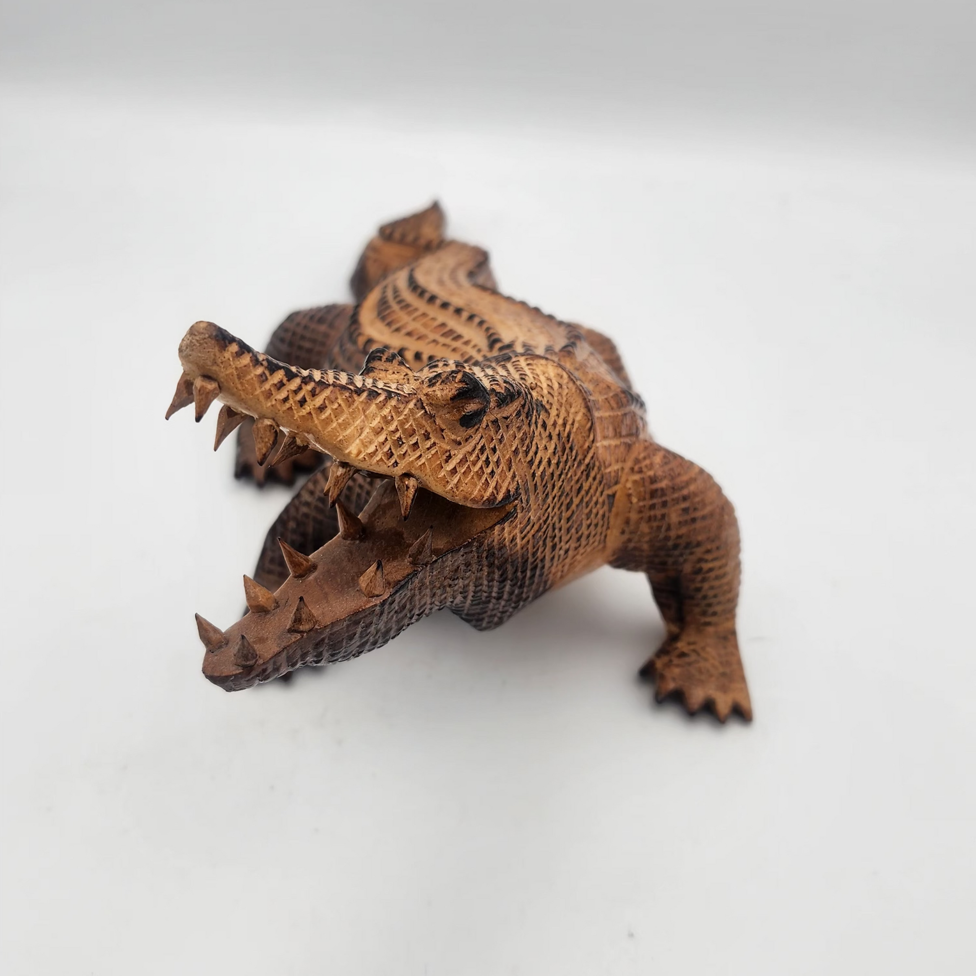  Alligator on a white background